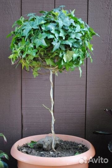 Саженцы плющ мимоза лавр юкка пампас