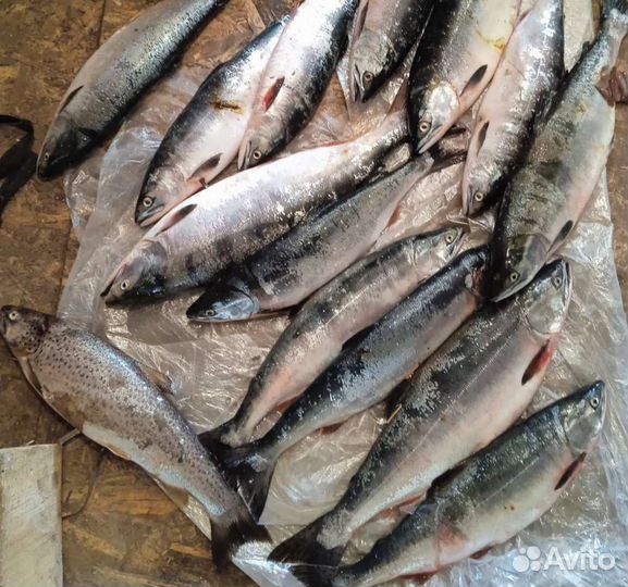 Организация морской рыбалки. Отдых на Белом море