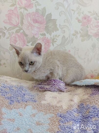 Бурманский котенок