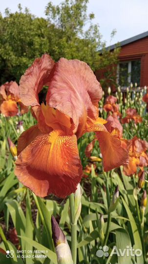 Ирисы бородатые