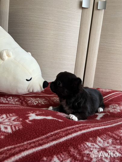 Щенки чихуахуа