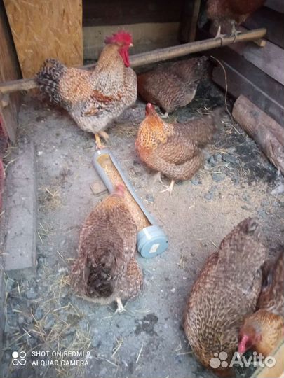 Инкубационное яйцо