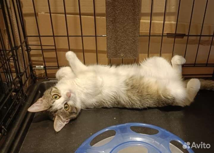 Котенок Сонечка в дар