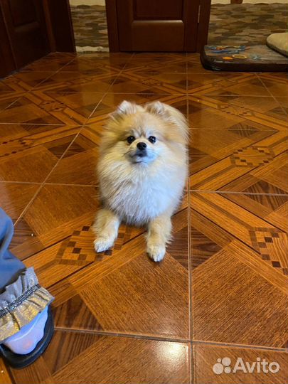 Кастрация собак на дому