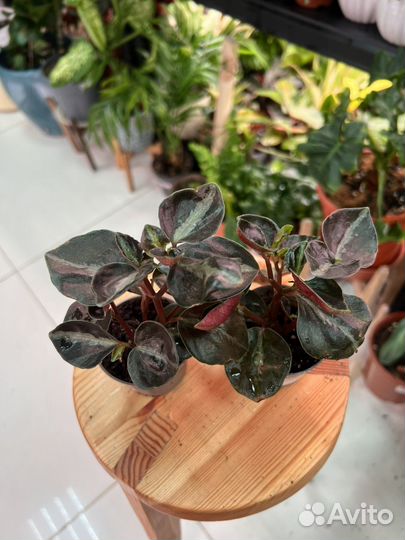 Пеперомия колумбиана