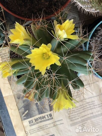 Кактусы долихотеле и другие, крассула 