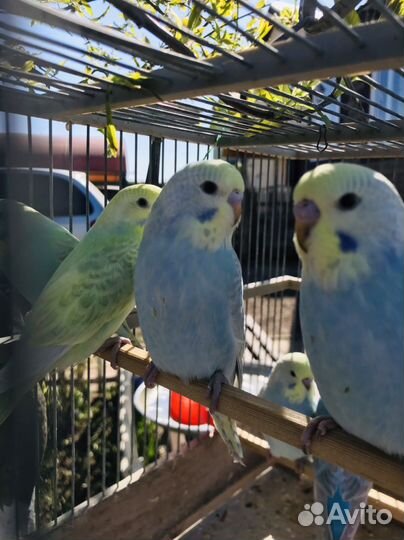 Радужный волнистый попугай