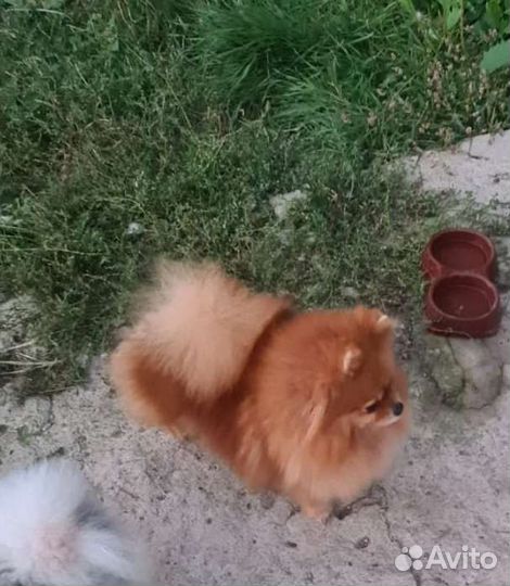 Померанский шпиц мини