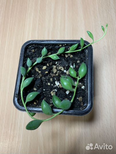 Крестовик Геррейна - суккуленты