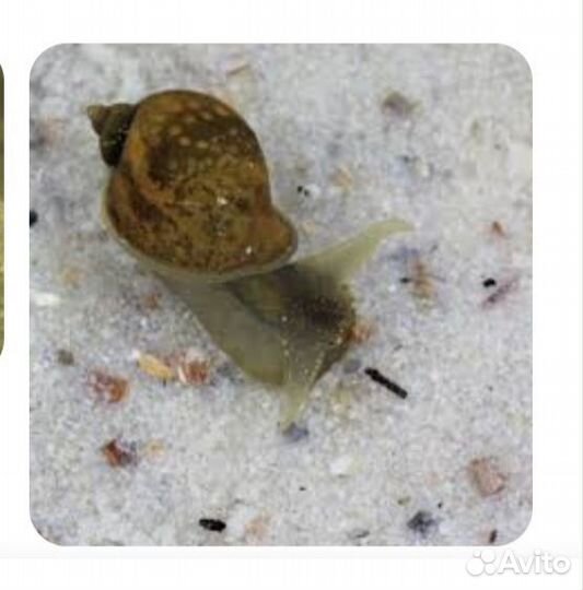 Улитка покемон