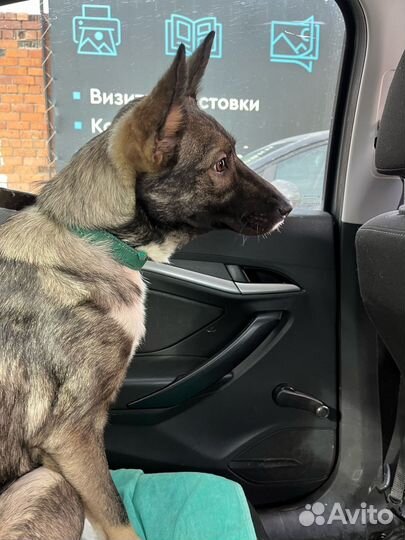 Собака в добрые руки