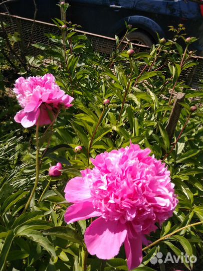 Пионы корешки