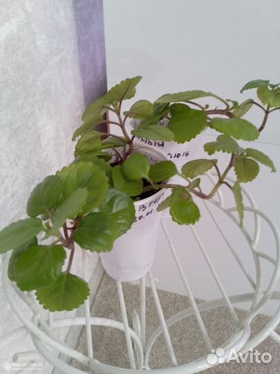 Плектрантус или Скандинавский плющ