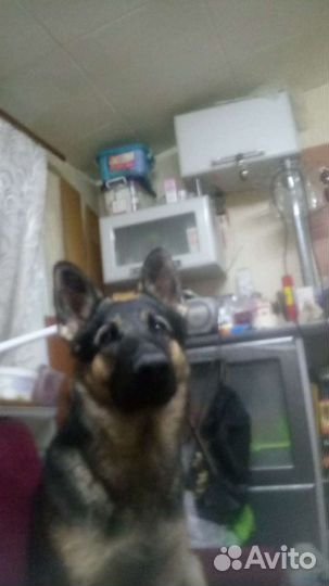 Немецкая овчарка(кобель для вязки)