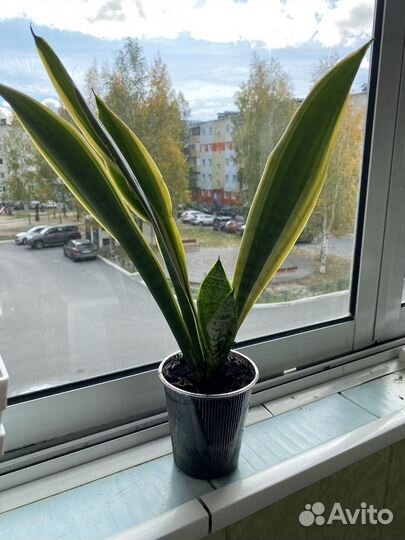 Сансевиерия