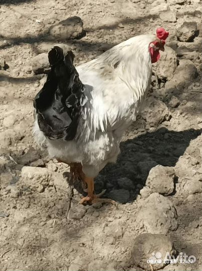 Бойцовый петух