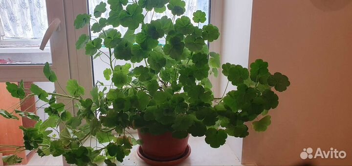 Пеларгония герань