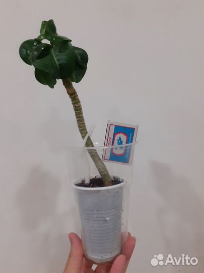 Укорененный черенок Миниадениума