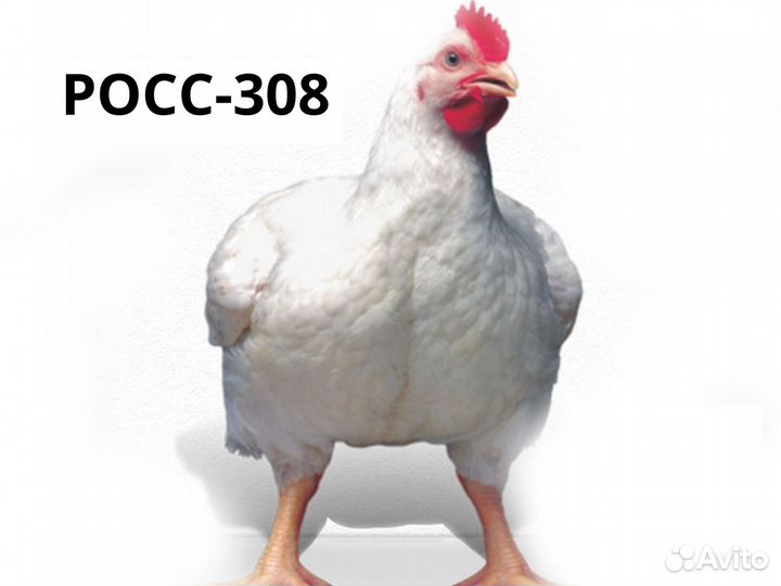 Инкубационное яйцо