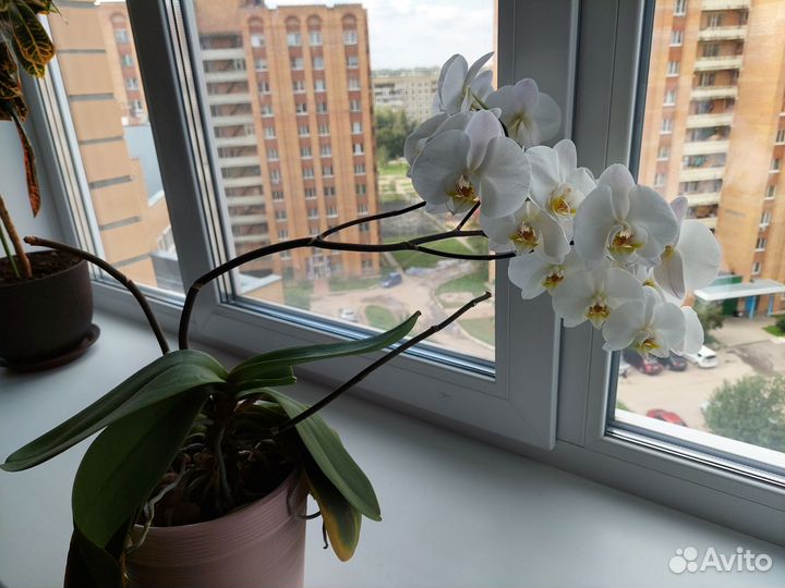 Королевская орхидея