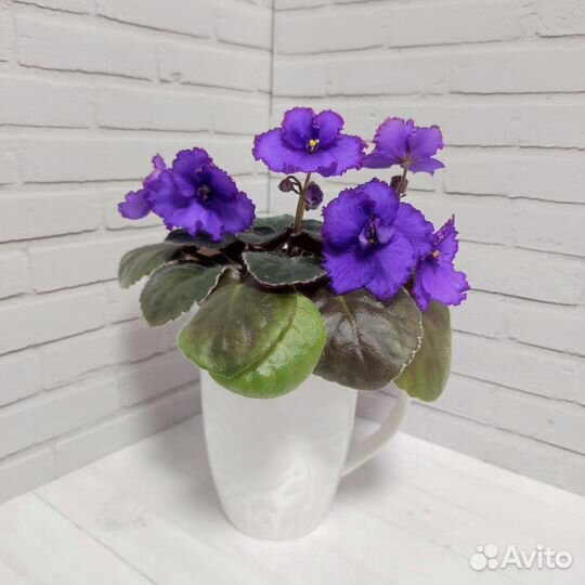 Фиалки сортовые