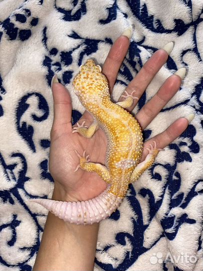 Самцы эублефаров на спаривание