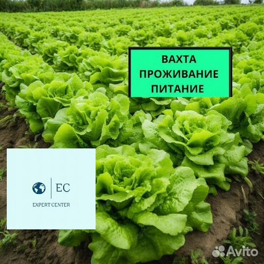 Вахта Разнорабочий (прож+пит) Новороссийск