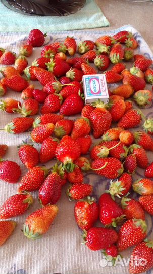 Саженцы клубники ремонтантной