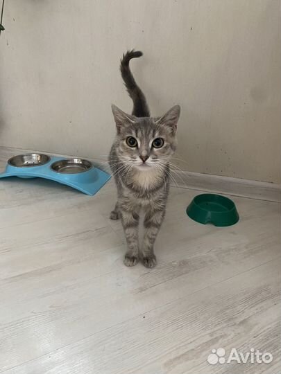 Кошка полгода девочка