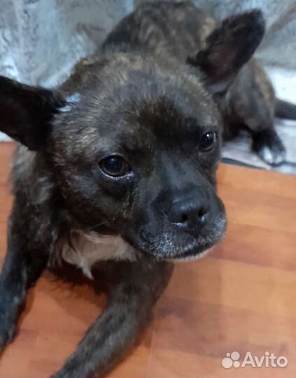 Собаки бесплатно