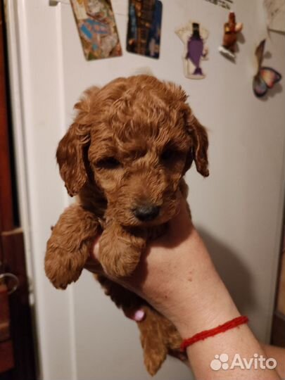 Пудель щеночки