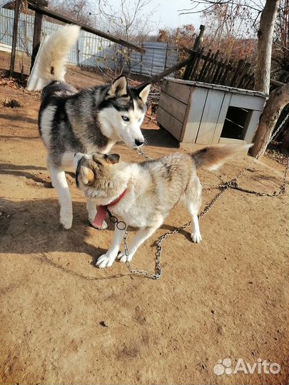 Отдам хаски