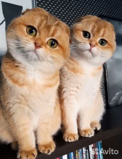 Золотые котята. Питомник