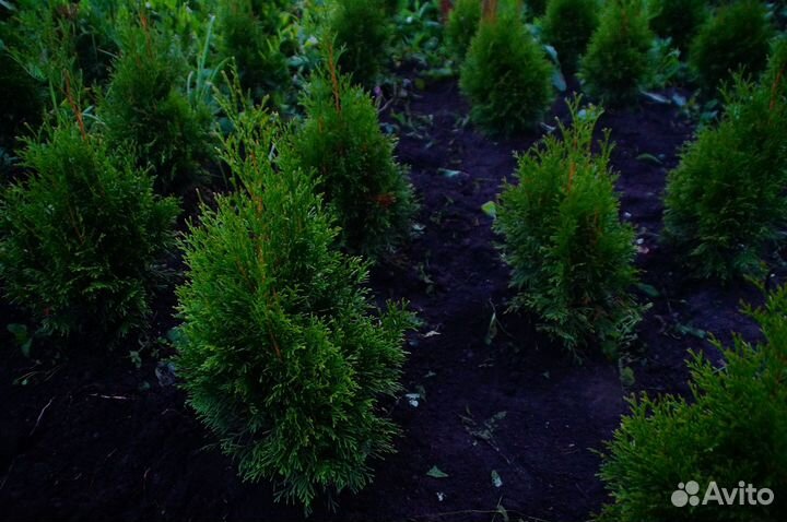 Туя смарагд