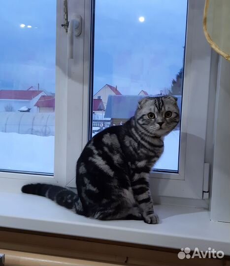Шотландский кот вязка