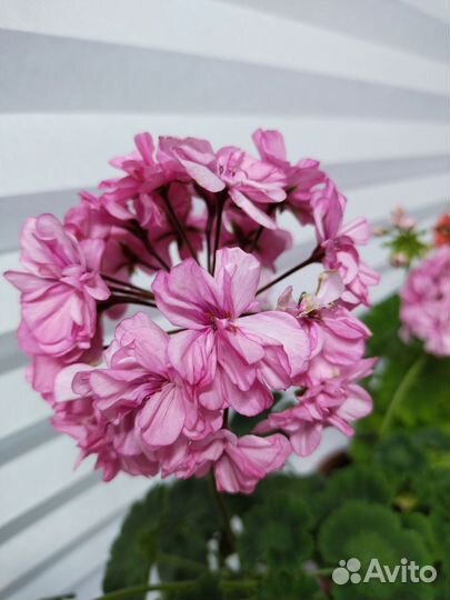 Пеларгония герань