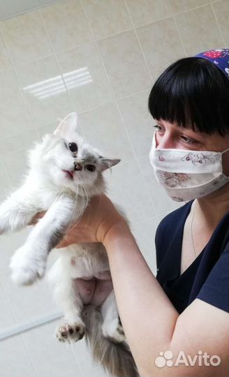 Услуги ветеринара