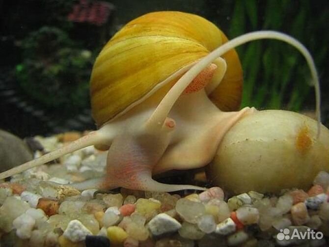 Улитка Ампулярия