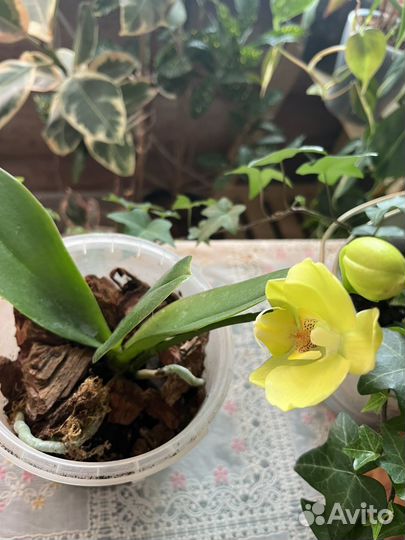 Молодое растение. Цветет первый раз