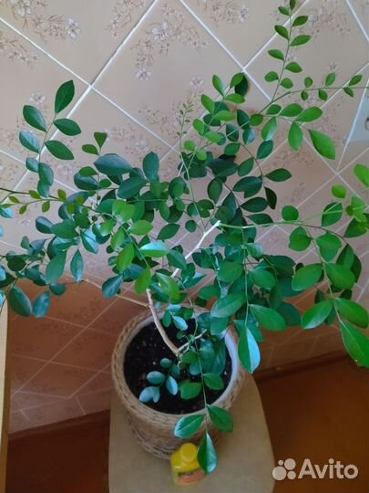 Комнатные растения