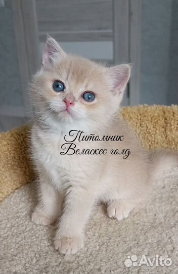 Британская лиловая шиншилла (мальчик)