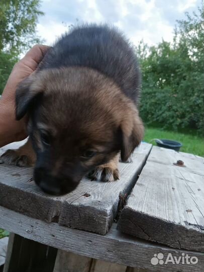Собака в добрые руки отдам бесплатно