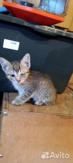 Котята в добрые руки бесплатно