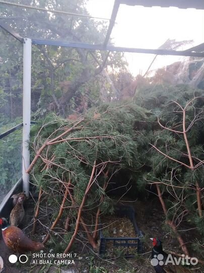 Инкубационное яйцо фазана охотничьего и румына