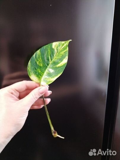 Эпипремнум Yellow Flame