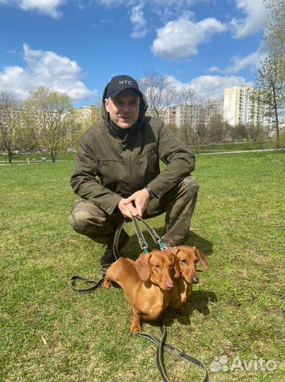 Кинолог, зоопсихолог. Дрессировка, консультации