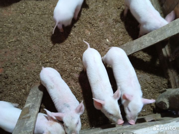 Хрюшки поросята