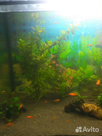 Аквариумные растения