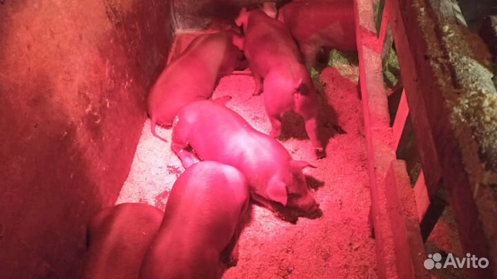 Продажа поросят породы Дюрок на Племя,и на откорм