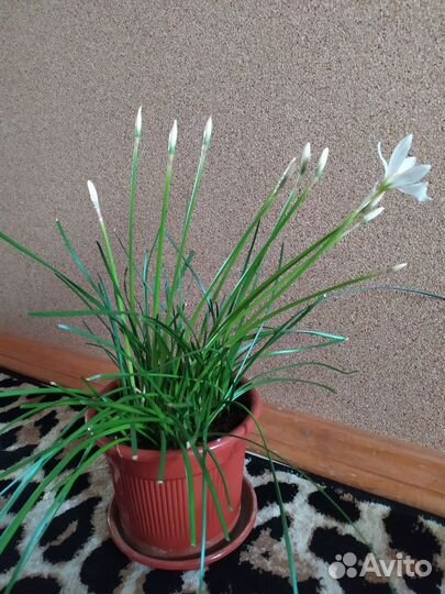 Зефирантес выскочка